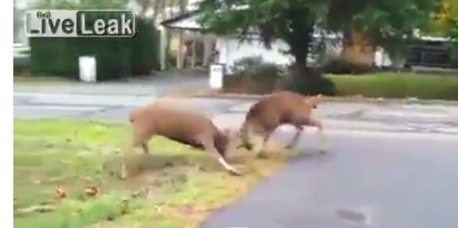 ΒΙΝΤΕΟ-Έτσι παλεύουν τα ελάφια