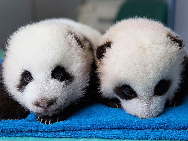 ΒΙΝΤΕΟ- Οι πρώτες 100 ημέρες ενός γιγάντιου πάντα σε τρία λεπτά