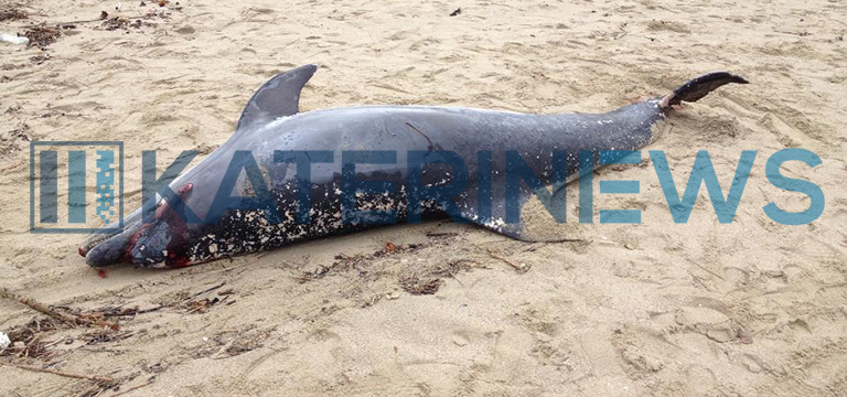 ΦΩΤΟ-Nεκρό δελφίνι στην Πιερία