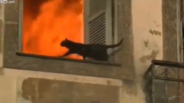 ΒΙΝΤΕΟ-“Γάτες” και στη φωτιά