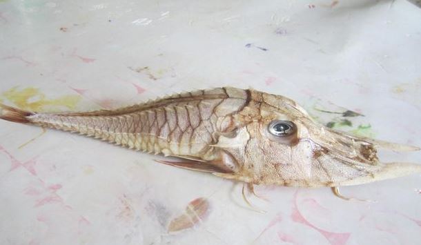 Στα δίχτυα του ένα άγνωστο ψάρι