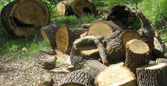 Σύσκεψη για τη λαθροϋλοτομία