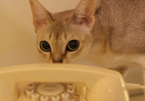 Ο γάτος «Μπρους Λι» προκάλεσε πανικό