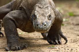 ΒΙΝΤΕΟ-Πήρε ένα σκληρό μάθημα από έναν… δράκο