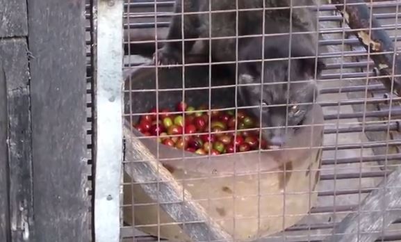 ΒΙΝΤΕΟ-Το «μυστικό» του ακριβότερου καφέ