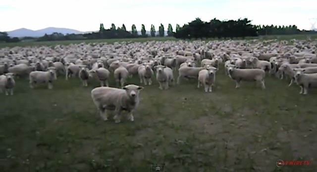 ΒΙΝΤΕΟ-Τα πρόβατα… διαδηλώνουν