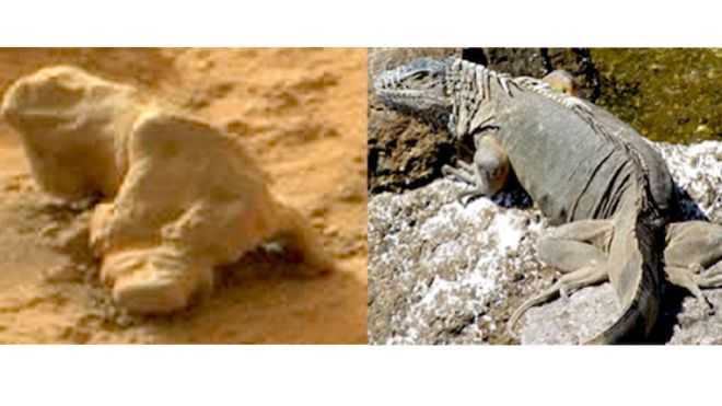 ΦΩΤΟ-Βρέθηκε «ιγκουάνα» στον Άρη