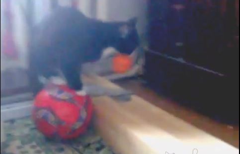 ΒΙΝΤΕΟ-Η γάτα «ζογκλέρ»