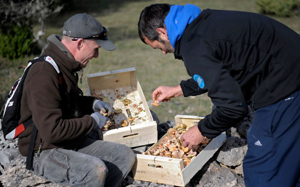 Κλέβουν τα γαλλικά μανιτάρια