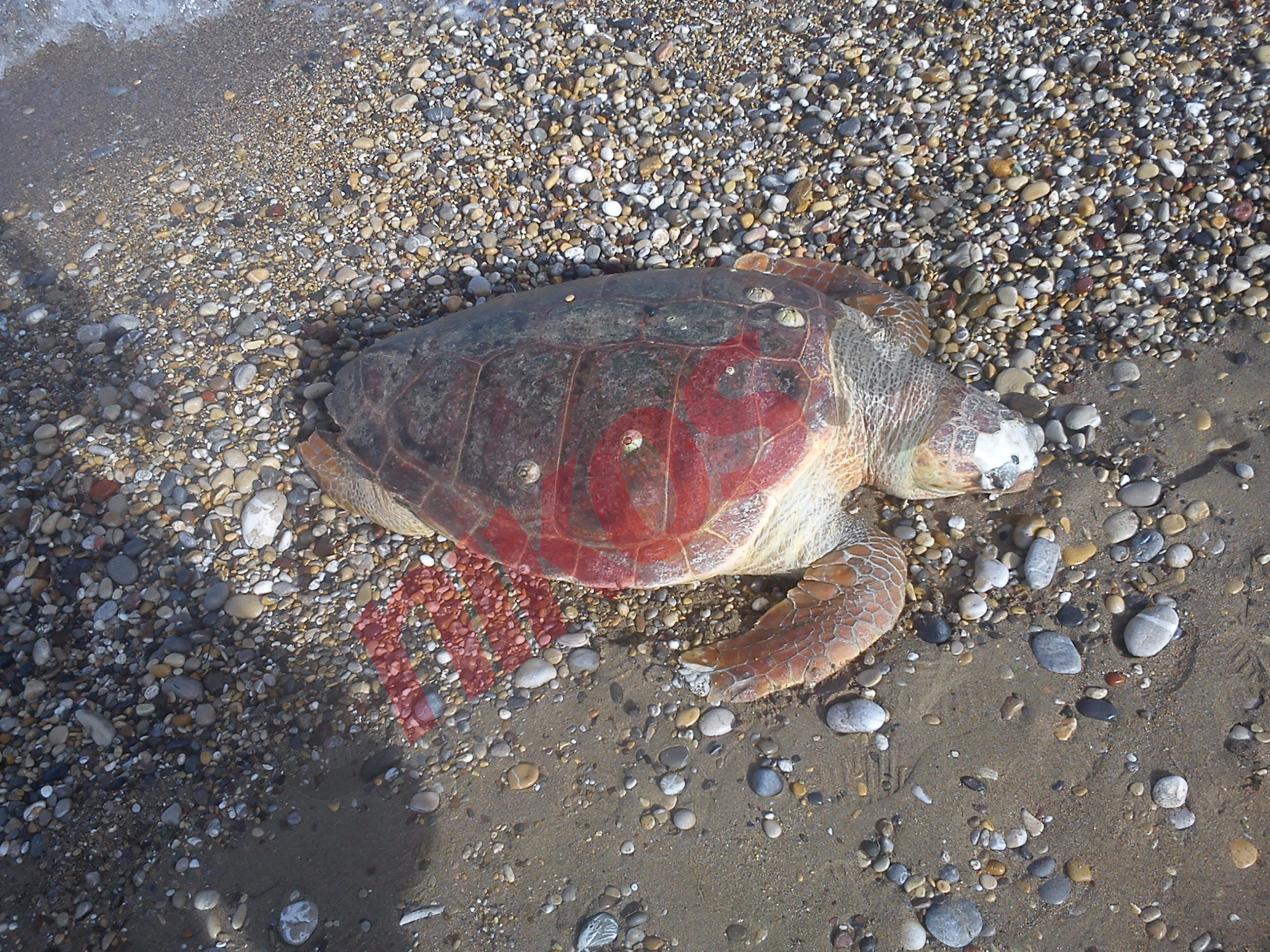 ΦΩΤΟ-Νεκρή καρέτα –καρέτα στο Βραχάτι