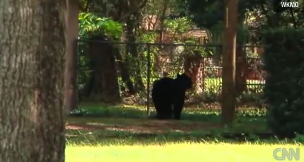ΒΙΝΤΕΟ-Εισβολή αρκούδας σε παιδικό πάρτι