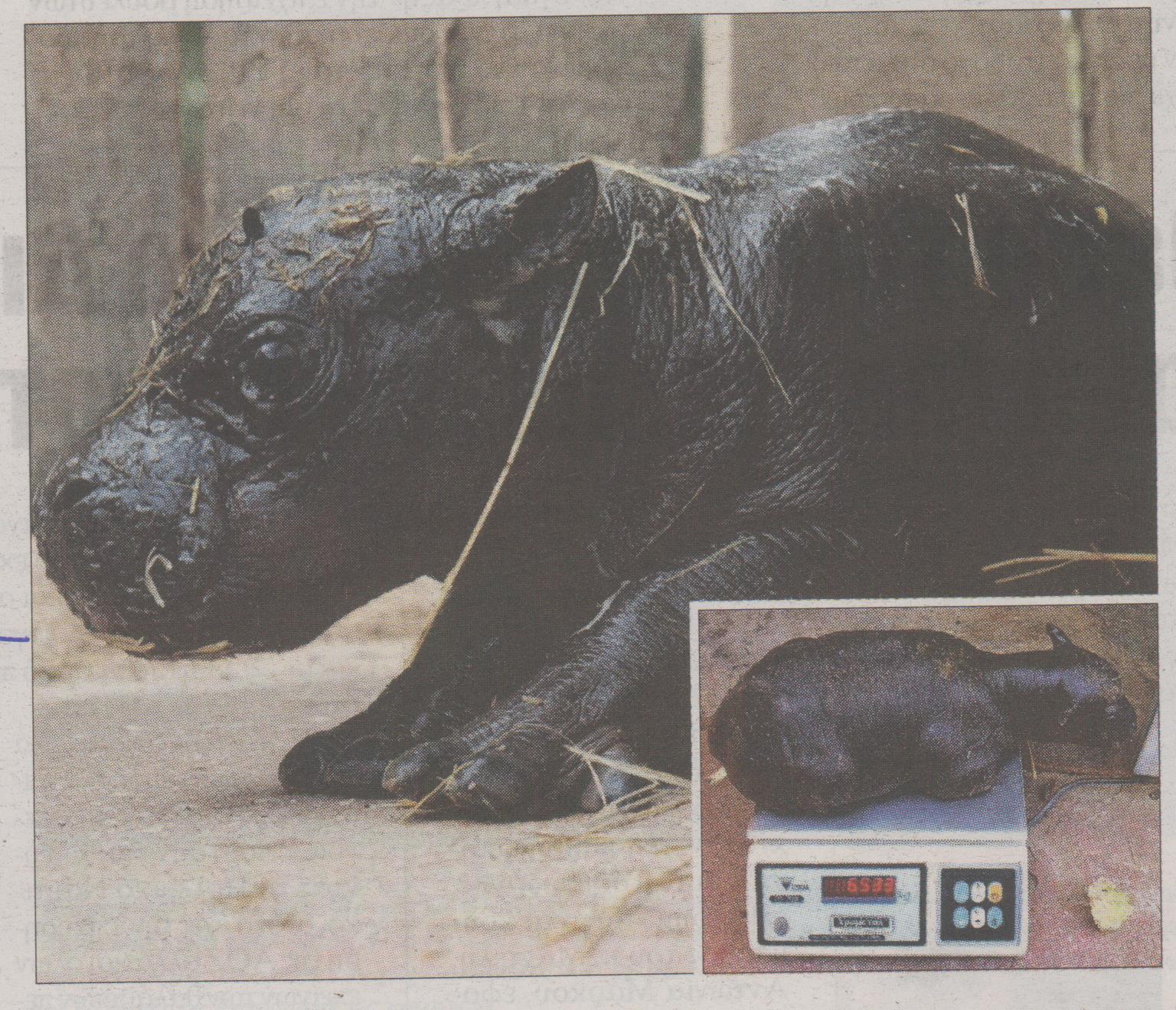 Ένα «κοριτσάκι» 6,5 κιλών