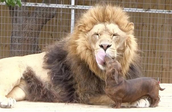 ΒΙΝΤΕΟ-Φονικό χτύπημα λιονταριού