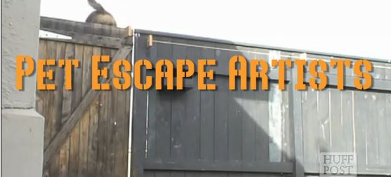 ΒΙΝΤΕΟ-Οι τετράποδοι δραπέτες