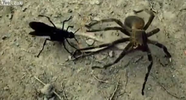 BINTEΟ-Αράχνες παλεύουν για την επιβίωση