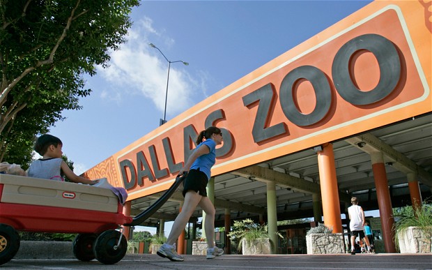 Λιοντάρι σόκαρε επισκέπτες ζωολογικού κήπου