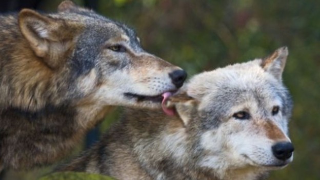 Βόλτα λύκων στους δρόμους του Έσεξ