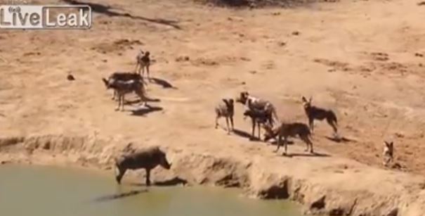 ΒΙΝΤΕΟ-Οι ύαινες τον…έστειλαν στον κροκόδειλο