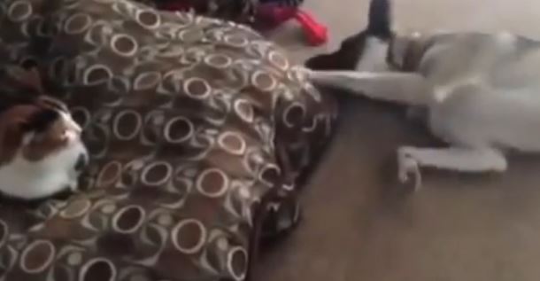 ΒΙΝΤΕΟ-Γιατί δεν τα βρίσκουν γάτες και σκύλοι;