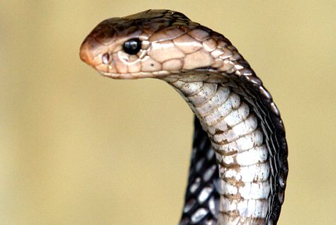 Πτήση παρέα με ένα φίδι