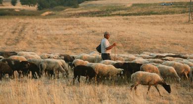 Διαμαρτυρία κτηνοτρόφων