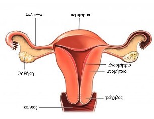 Ποια συμπτώματα προειδοποιούν για καρκίνο των ωοθηκών;