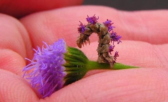 Η κάμπια που μοιάζει με… λουλούδι