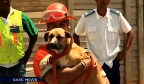 ΒΙΝΤΕΟ-Διάσωση σκύλου από κρατήρα 215 μέτρων