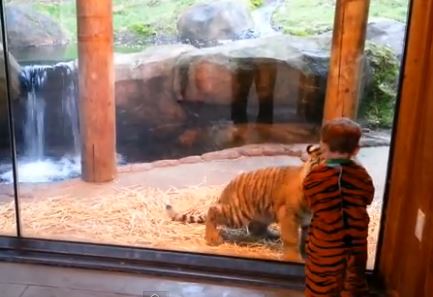 ΒΙΝΤΕΟ-Δίχρονος παίζει με τίγρη