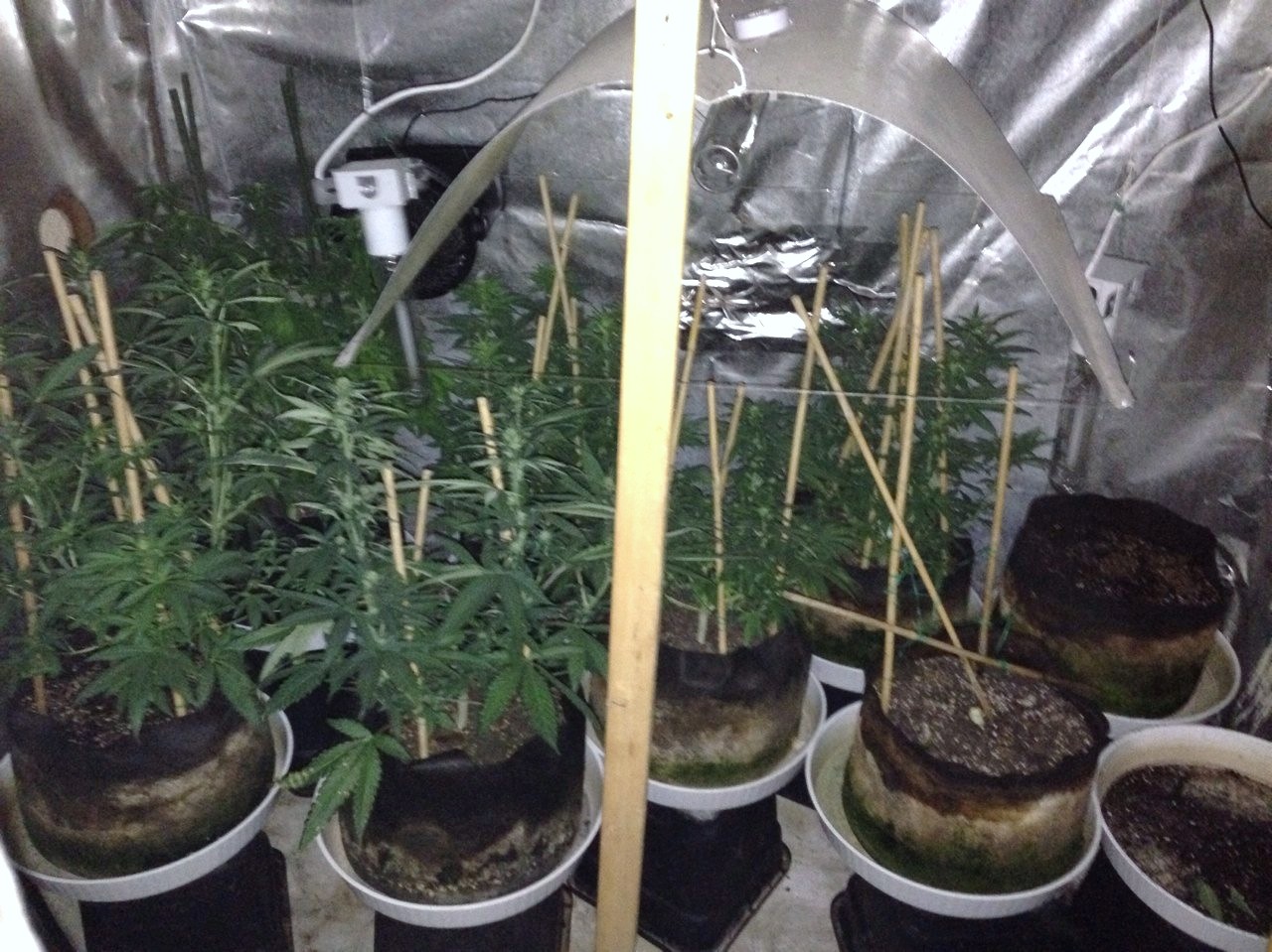 Καλλιεργούσε κάνναβη στα… Βριλήσσια