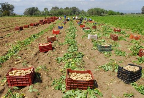 Πατατοπαραγωγός θύμα απάτης