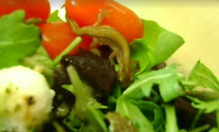 Μια σαλαμάνδρα στη σαλάτα της