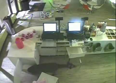 ΒΙΝΤΕΟ-Ελάφι μπήκε σε… γιαουρτάδικο