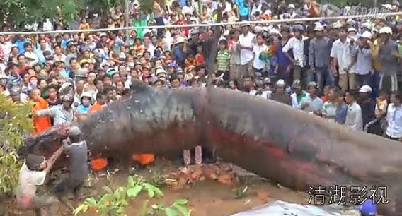 ΒΙΝΤΕΟ-Ψάρι τέρας ξεβράστηκε στο Βιετνάμ