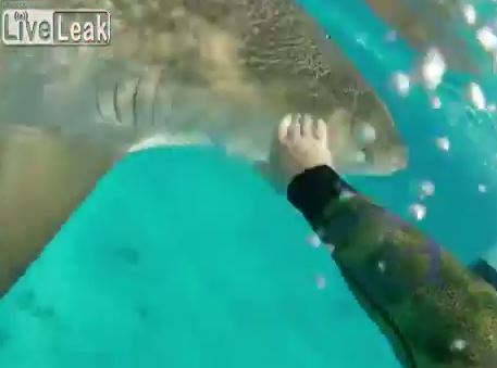 ΒΙΝΤΕΟ-Ο σέρφερ έδιωξε τον καρχαρία