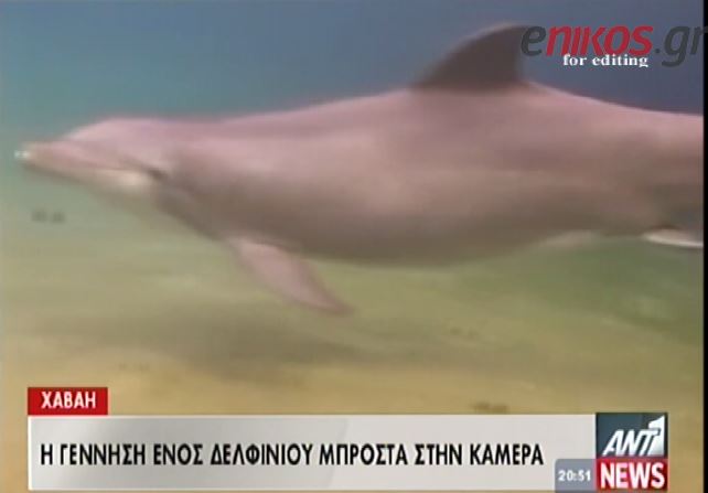 ΒΙΝΤΕΟ-Γέννηση δελφινιού στην κάμερα