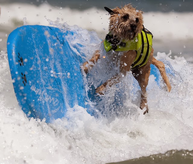 Διαγωνισμός surf για… σκύλους