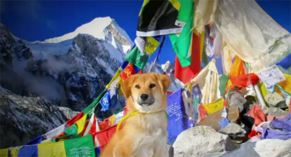 Ρούπι:Ο πρώτος σκύλος στο Έβερεστ