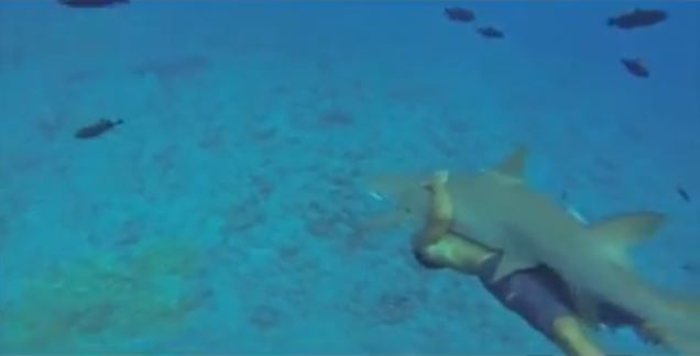 ΒΙΝΤΕΟ-Δύτης αγκάλιασε… καρχαρία