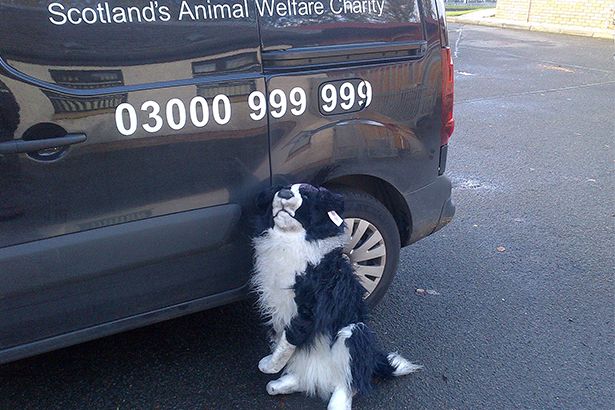 Η… διάσωση ενός ψεύτικου σκύλου