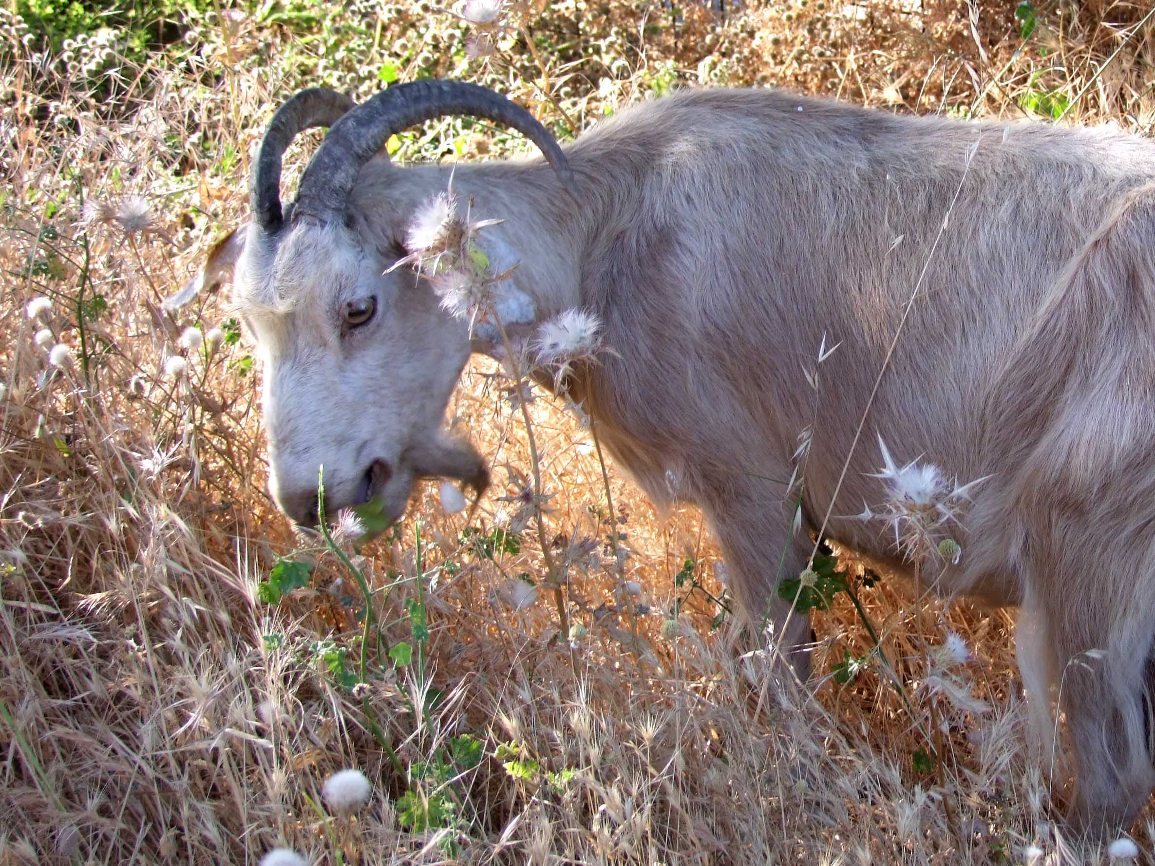 Η πυροσβεστική έσωσε κατσίκα