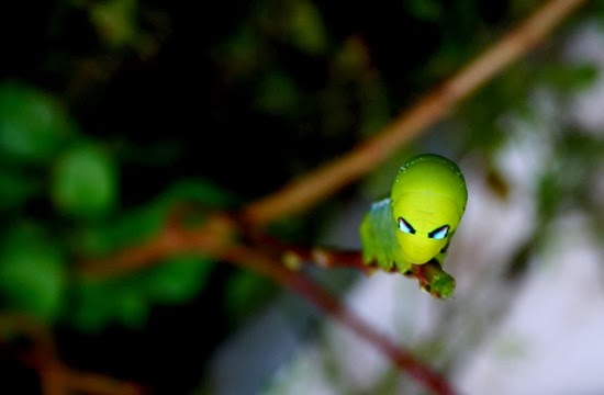 ΦΩΤΟ-Έντομα με απίθανη εμφάνιση