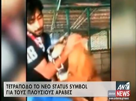 ΒΙΝΤΕΟ-Αγοράζουν λιοντάρια για… κατοικίδια