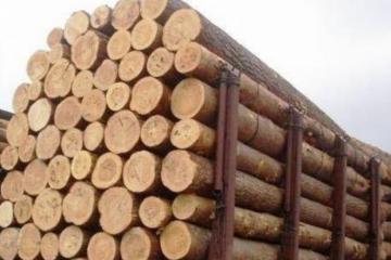 Μετέφερε παράνομα 4,5 τόνους ξύλα