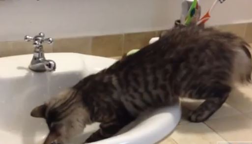 ΒΙΝΤΕΟ-Γάτες παίζουν με το νερό
