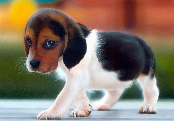 Άφησαν κουτάβια να ψοφήσουν από ασιτία