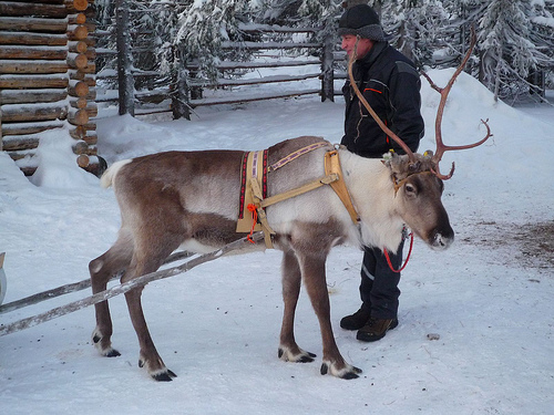 «Συνελήφθη» τάρανδος του Άι Βασίλη