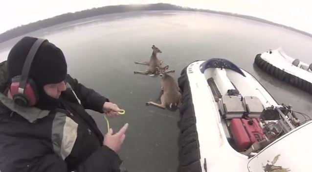 ΒΙΝΤΕΟ-Διάσωση ελαφιών με χόβερκραφτ
