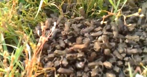 ΒΙΝΤΕΟ-Ένας “στρατός” από βατραχάκια