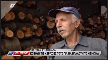 ΒΙΝΤΕΟ-Κόβουν τις κερασιές για να…ζεσταθούν